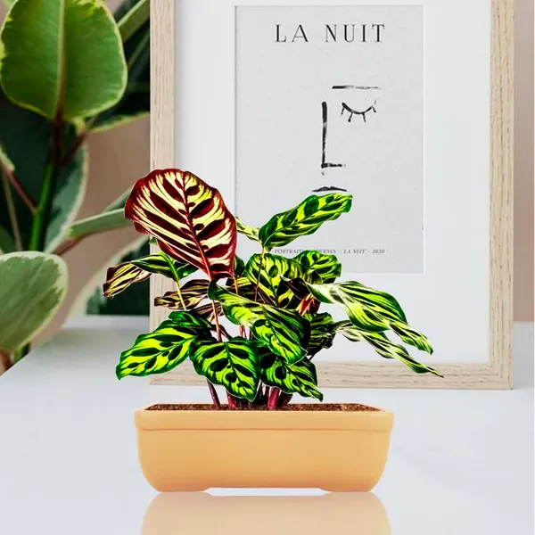 Rectangle_Ginger_Rec003_Ceramic_Pots_For_Indoor_Plants,Bonsai,Planters,Gamla,Outdoor,Balcony,Home,Garden,Office_Decor,Succulent(L_-_20_X_W_-_13_X_H_-_6.5_Cm)