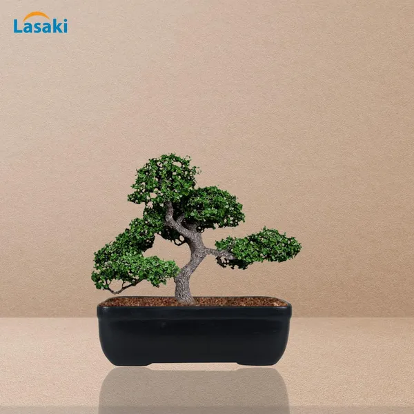 Rectangle_Black_Rec003_Ceramic_Pots_For_Indoor_Plants,Bonsai,Planters,Gamla,Outdoor,Balcony,Home,Garden,Office_Decor,Succulent(L_-_20_X_W_-_13_X_H_-_6.5_Cm)