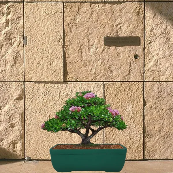 Rectangle_Deep_Jungle_Rec003_Ceramic_Pots_For_Indoor_Plants,Bonsai,Planters,Gamla,Outdoor,Balcony,Home,Garden,Office_Decor,Succulent(L_-_20_X_W_-_13_X_H_-_6.5_Cm)