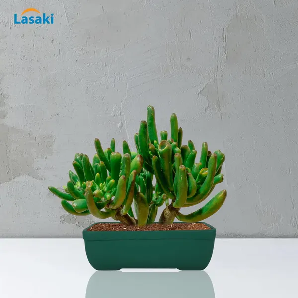 Rectangle_Deep_Jungle_Rec003_Ceramic_Pots_For_Indoor_Plants,Bonsai,Planters,Gamla,Outdoor,Balcony,Home,Garden,Office_Decor,Succulent(L_-_20_X_W_-_13_X_H_-_6.5_Cm)