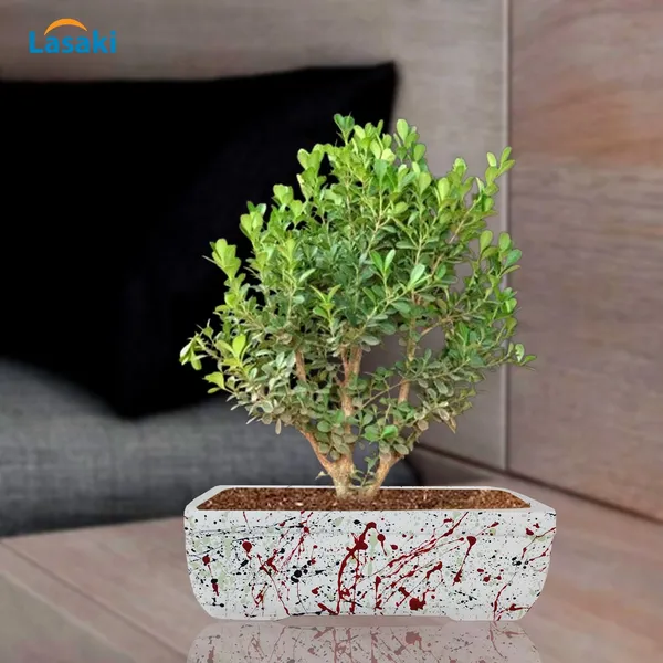 Rectangle_Multi_Rec003_Ceramic_Pots_For_Indoor_Plants,Bonsai,Planters,Gamla,Outdoor,Balcony,Home,Garden,Office_Decor,Succulent(L_-_20_X_W_-_13_X_H_-_6.5_Cm)
