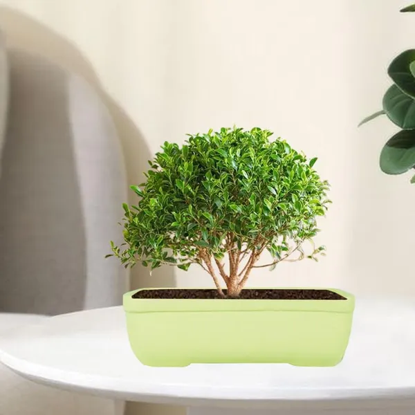 Rectangle_Mint_Rec002_Ceramic_Pots_For_Indoor_Plants,Bonsai,Planters,Gamla,Outdoor,Balcony,Home,Garden,Office_Decor,Succulent(L_-_26_X_W_-_18.5_X_H_-_7_Cm)