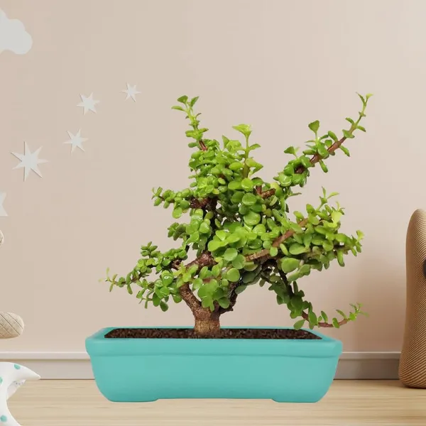 Rectangle_Aqua_Rec002_Ceramic_Pots_For_Indoor_Plants,Bonsai,Planters,Gamla,Outdoor,Balcony,Home,Garden,Office_Decor,Succulent(L_-_26_X_W_-_18.5_X_H_-_7_Cm)