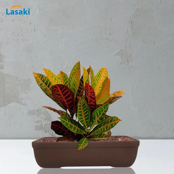 Rectangle_Truffle_Rec002_Ceramic_Pots_For_Indoor_Plants,Bonsai,Planters,Gamla,Outdoor,Balcony,Home,Garden,Office_Decor,Succulent(L_-_26_X_W_-_18.5_X_H_-_7_Cm)