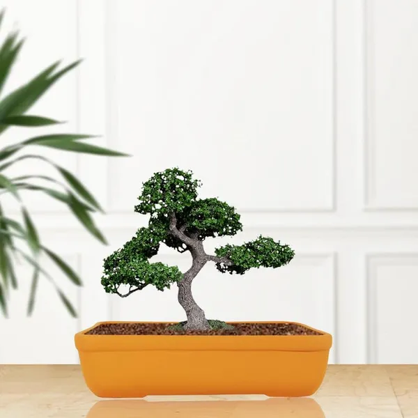 Rectangle_Lily_Rec002_Ceramic_Pots_For_Indoor_Plants,Bonsai,Planters,Gamla,Outdoor,Balcony,Home,Garden,Office_Decor,Succulent(L_-_26_X_W_-_18.5_X_H_-_7_Cm)