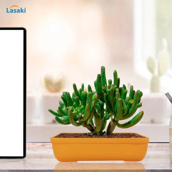 Rectangle_Lily_Rec002_Ceramic_Pots_For_Indoor_Plants,Bonsai,Planters,Gamla,Outdoor,Balcony,Home,Garden,Office_Decor,Succulent(L_-_26_X_W_-_18.5_X_H_-_7_Cm)