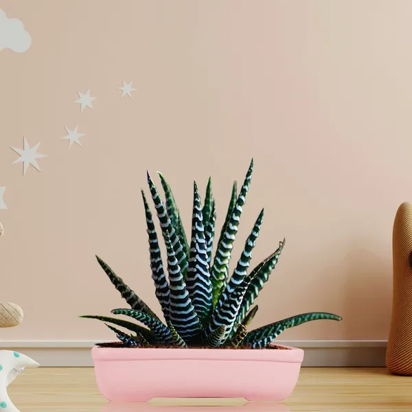 Rectangle_Pink_Rec002_Ceramic_Pots_For_Indoor_Plants,Bonsai,Planters,Gamla,Outdoor,Balcony,Home,Garden,Office_Decor,Succulent(L_-_26_X_W_-_18.5_X_H_-_7_Cm)