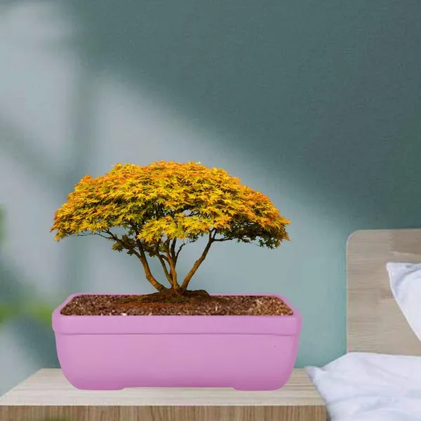 Rectangle_Purple_Rec002_Ceramic_Pots_For_Indoor_Plants,Bonsai,Planters,Gamla,Outdoor,Balcony,Home,Garden,Office_Decor,Succulent(L_-_26_X_W_-_18.5_X_H_-_7_Cm)