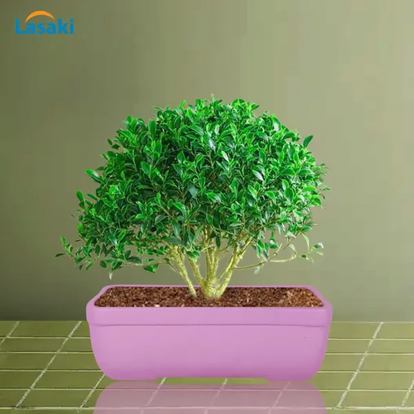 Rectangle_Purple_Rec002_Ceramic_Pots_For_Indoor_Plants,Bonsai,Planters,Gamla,Outdoor,Balcony,Home,Garden,Office_Decor,Succulent(L_-_26_X_W_-_18.5_X_H_-_7_Cm)
