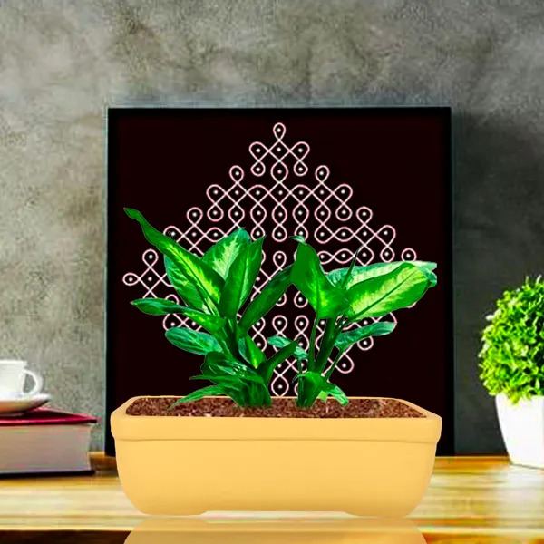 Rectangle_Saffron_Rec002_Ceramic_Pots_For_Indoor_Plants,Bonsai,Planters,Gamla,Outdoor,Balcony,Home,Garden,Office_Decor,Succulent(L_-_26_X_W_-_18.5_X_H_-_7_Cm)