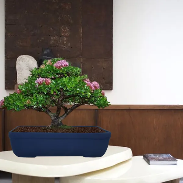 Rectangle_Blue_Rec002_Ceramic_Pots_For_Indoor_Plants,Bonsai,Planters,Gamla,Outdoor,Balcony,Home,Garden,Office_Decor,Succulent(L_-_26_X_W_-_18.5_X_H_-_7_Cm)