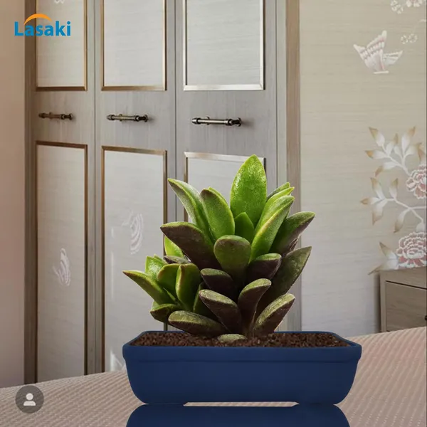 Rectangle_Blue_Rec002_Ceramic_Pots_For_Indoor_Plants,Bonsai,Planters,Gamla,Outdoor,Balcony,Home,Garden,Office_Decor,Succulent(L_-_26_X_W_-_18.5_X_H_-_7_Cm)