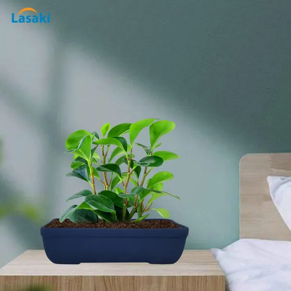 Rectangle_Blue_Rec002_Ceramic_Pots_For_Indoor_Plants,Bonsai,Planters,Gamla,Outdoor,Balcony,Home,Garden,Office_Decor,Succulent(L_-_26_X_W_-_18.5_X_H_-_7_Cm)