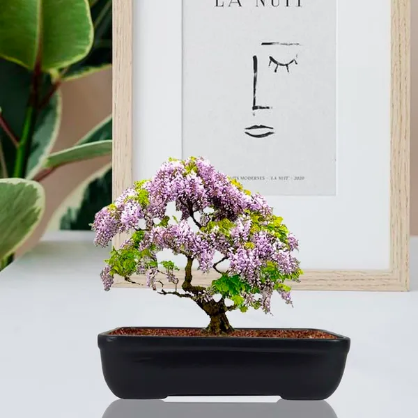 Rectangle_Black_Rec002_Ceramic_Pots_For_Indoor_Plants,Bonsai,Planters,Gamla,Outdoor,Balcony,Home,Garden,Office_Decor,Succulent(L_-_26_X_W_-_18.5_X_H_-_7_Cm)