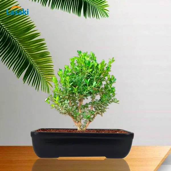 Rectangle_Black_Rec002_Ceramic_Pots_For_Indoor_Plants,Bonsai,Planters,Gamla,Outdoor,Balcony,Home,Garden,Office_Decor,Succulent(L_-_26_X_W_-_18.5_X_H_-_7_Cm)