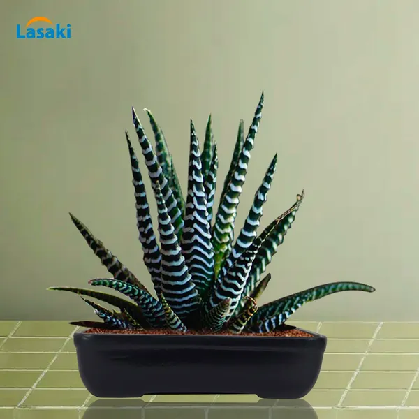 Rectangle_Black_Rec002_Ceramic_Pots_For_Indoor_Plants,Bonsai,Planters,Gamla,Outdoor,Balcony,Home,Garden,Office_Decor,Succulent(L_-_26_X_W_-_18.5_X_H_-_7_Cm)