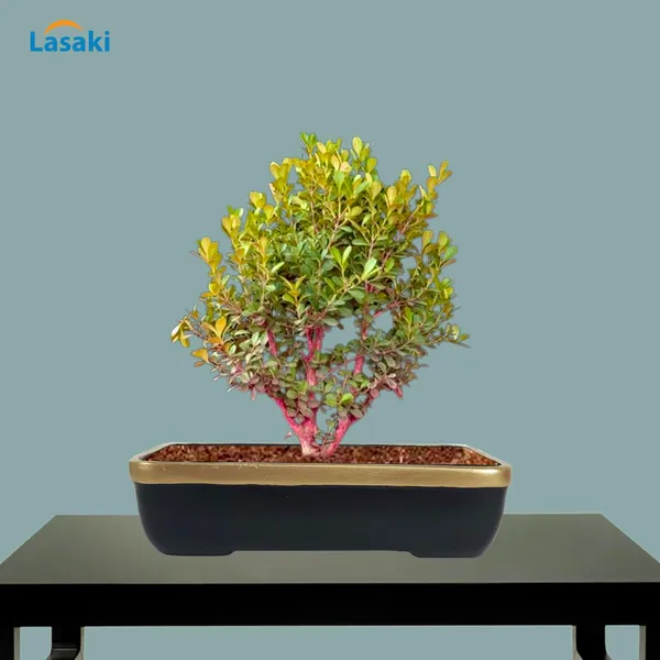 Rectangle_Black_Gold_Rec002_Ceramic_Pots_For_Indoor_Plants,Bonsai,Planters,Gamla,Outdoor,Balcony,Home,Garden,Office_Decor,Succulent(L_-_26_X_W_-_18.5_X_H_-_7_Cm)