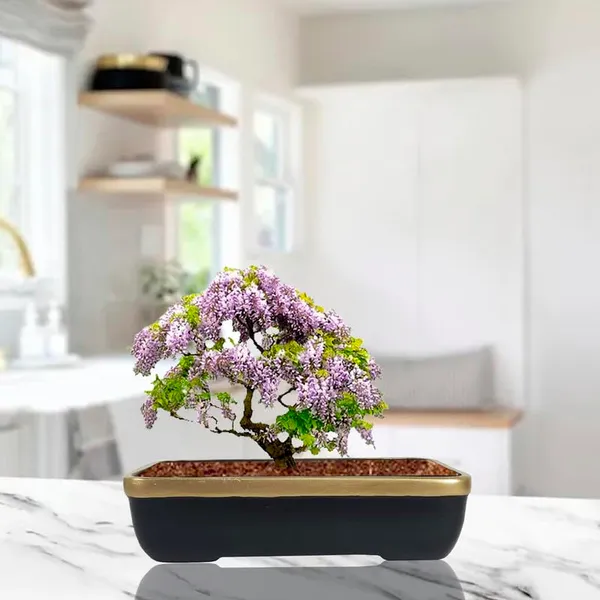 Rectangle_Black_Gold_Rec002_Ceramic_Pots_For_Indoor_Plants,Bonsai,Planters,Gamla,Outdoor,Balcony,Home,Garden,Office_Decor,Succulent(L_-_26_X_W_-_18.5_X_H_-_7_Cm)