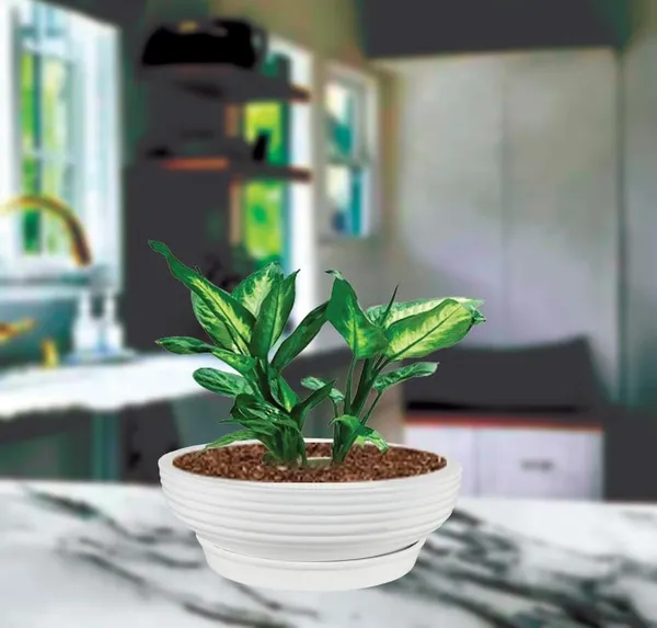 Camry_Medium_White_With_Plate_R6_White_Ceramic_Pots_For_Indoor_Plant,Bonsai,Planters,Gamla,Outdoor,Home,Garden,Succulent(Camry_Medium-H-7.5Cmxd-23Cm,Plate-H-2.5Xd-16)