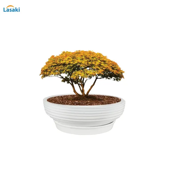 Camry_Medium_White_With_Plate_R6_White_Ceramic_Pots_For_Indoor_Plant,Bonsai,Planters,Gamla,Outdoor,Home,Garden,Succulent(Camry_Medium-H-7.5Cmxd-23Cm,Plate-H-2.5Xd-16)
