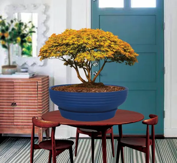 Camry_Medium_Blue_With_Plate_R6_Blue_Ceramic_Pots_For_Indoor_Plant,Bonsai,Planters,Gamla,Outdoor,Home,Garden,Succulent(Camry_Medium-H-7.5Cmxd-23Cm,Plate-H-2.5Xd-16)