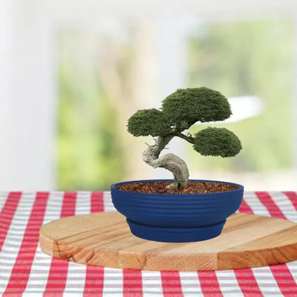 Camry_Medium_Blue_With_Plate_R6_Blue_Ceramic_Pots_For_Indoor_Plant,Bonsai,Planters,Gamla,Outdoor,Home,Garden,Succulent(Camry_Medium-H-7.5Cmxd-23Cm,Plate-H-2.5Xd-16)
