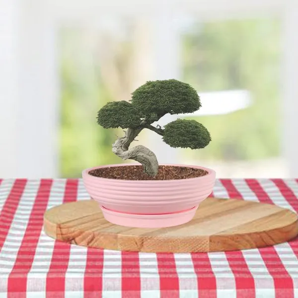 Camry_Medium_Pink_With_Plate_R6_Pink_Ceramic_Pots_For_Indoor_Plant,Bonsai,Planters,Gamla,Outdoor,Home,Garden,Succulent(Camry_Medium-H-7.5Cmxd-23Cm,Plate-H-2.5Xd-16)
