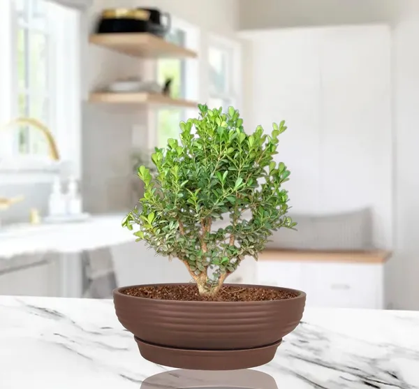 Camry_Medium_Truffle_With_Plate_R6_Truffle_Ceramic_Pots_For_Indoor,Bonsai,Planters,Gamla,Outdoor,Home,Garden(Camry_Medium-H-7.5Cmxd-23Cm,Plate-H-2.5Xd-16)