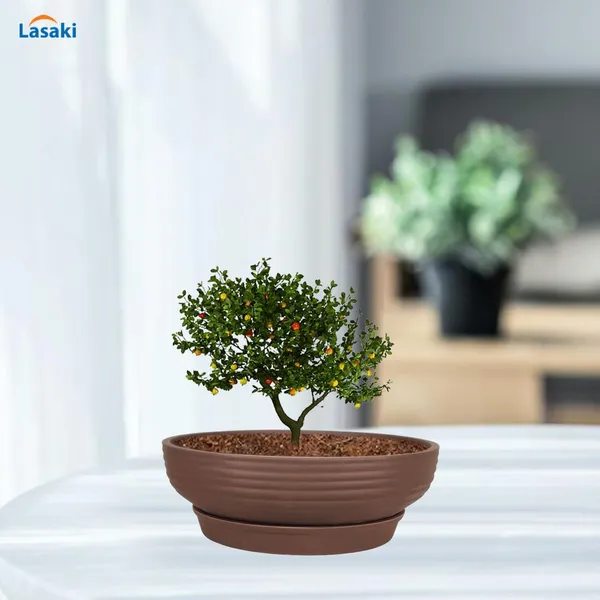 Camry_Medium_Truffle_With_Plate_R6_Truffle_Ceramic_Pots_For_Indoor,Bonsai,Planters,Gamla,Outdoor,Home,Garden(Camry_Medium-H-7.5Cmxd-23Cm,Plate-H-2.5Xd-16)