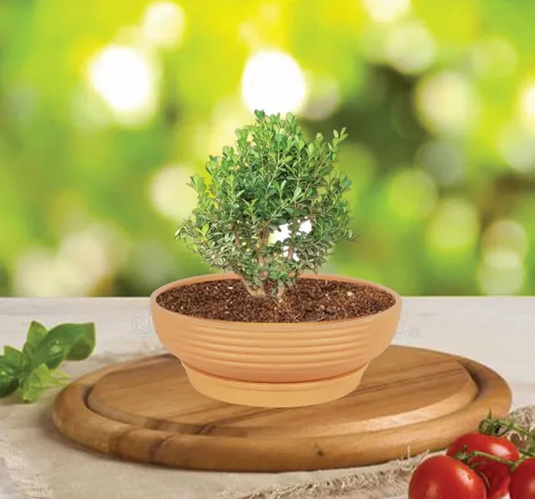 Camry_Medium_Ginger_With_Plate_R6_Ginger_Ceramic_Pots_For_Indoor,Bonsai,Gamla,Outdoor,Home,Garden(Camry_Medium-H-7.5Cmxd-23Cm,Plate-H-2.5Xd-16)