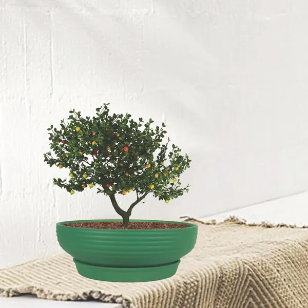 Camry_Medium_Deep_Jungle_With_Plate_R6_Deep_Jungle_Ceramic_Pots_For_Indoor,Bonsai,Planters,Home,Garden,Succulent(Camry_Medium-H-7.5Cmxd-23Cm,Plate-H-2.5Xd-16)