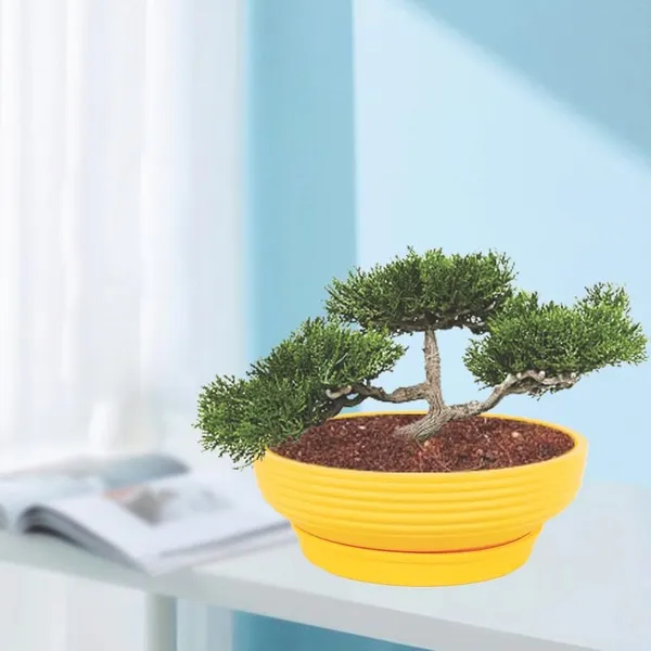 Camry_Medium_Saffron_With_Plate_R6_Saffron_Ceramic_Pots_For_Indoor,Bonsai,Planters,Gamla,Outdoor,Home,Garden(Camry_Medium-H-7.5Cmxd-23Cm,Plate-H-2.5Xd-16)