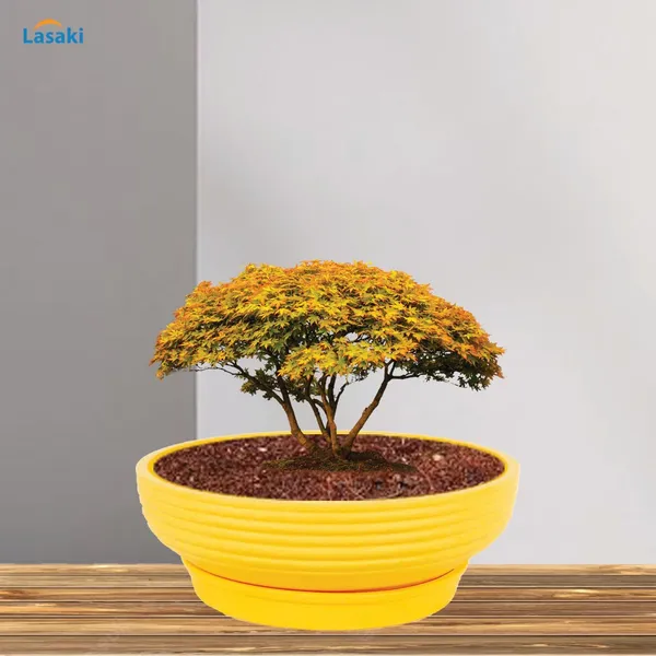 Camry_Medium_Saffron_With_Plate_R6_Saffron_Ceramic_Pots_For_Indoor,Bonsai,Planters,Gamla,Outdoor,Home,Garden(Camry_Medium-H-7.5Cmxd-23Cm,Plate-H-2.5Xd-16)