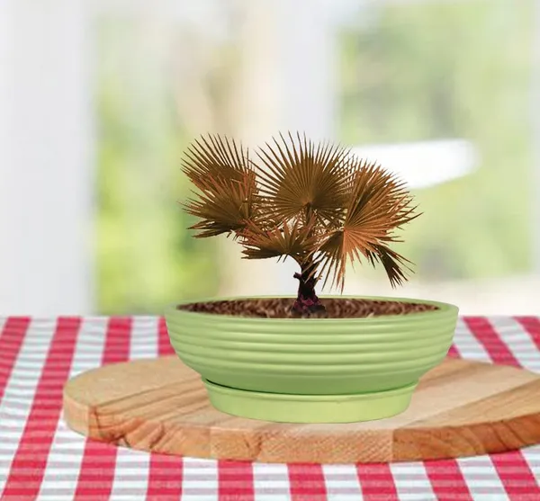 Camry_Medium_Mint_With_Plate_R6_Mint_Ceramic_Pots_For_Indoor_Plant,Bonsai,Planters,Gamla,Outdoor,Home,Garden,Succulent(Camry_Medium-H-7.5Cmxd-23Cm,Plate-H-2.5Xd-16)