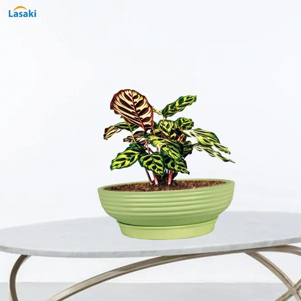 Camry_Medium_Mint_With_Plate_R6_Mint_Ceramic_Pots_For_Indoor_Plant,Bonsai,Planters,Gamla,Outdoor,Home,Garden,Succulent(Camry_Medium-H-7.5Cmxd-23Cm,Plate-H-2.5Xd-16)