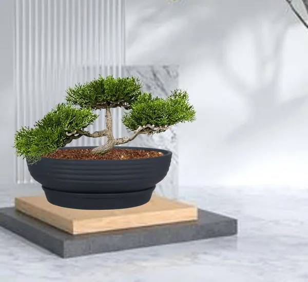 Camry_Medium_Black_With_Plate_R6_Black_Ceramic_Pots_For_Indoor_Plant,Bonsai,Planters,Gamla,Outdoor,Home,Garden,Succulent(Camry_Medium-H-7.5Cmxd-23Cm,Plate-H-2.5Xd-16)