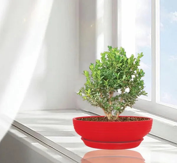 Camry_Medium_Red_With_Plate_R6_Red_Ceramic_Pots_For_Indoor_Plant,Bonsai,Planters,Gamla,Outdoor,Home,Garden,Succulent(Camry_Medium-H-7.5Cmxd-23Cm,Plate-H-2.5Xd-16)