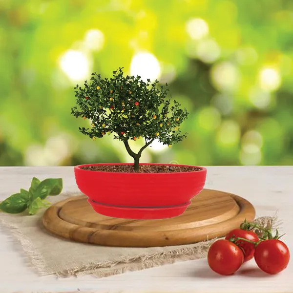 Camry_Medium_Red_With_Plate_R6_Red_Ceramic_Pots_For_Indoor_Plant,Bonsai,Planters,Gamla,Outdoor,Home,Garden,Succulent(Camry_Medium-H-7.5Cmxd-23Cm,Plate-H-2.5Xd-16)