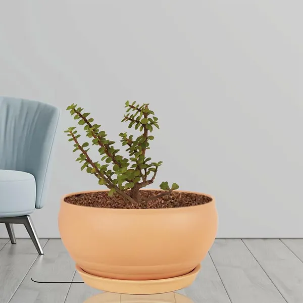 Bowl_Small_Ginger_With_Plate_Ginger_R4_Ceramic_Pots_For_Indoor_Plants,Planters,Flower,Gamla,Outdoor,Balcony,Home,Garden,Decor,Succulent(Bowl-H-8Cmxd-15Cm,Plate-H-2Xd-13Cm)