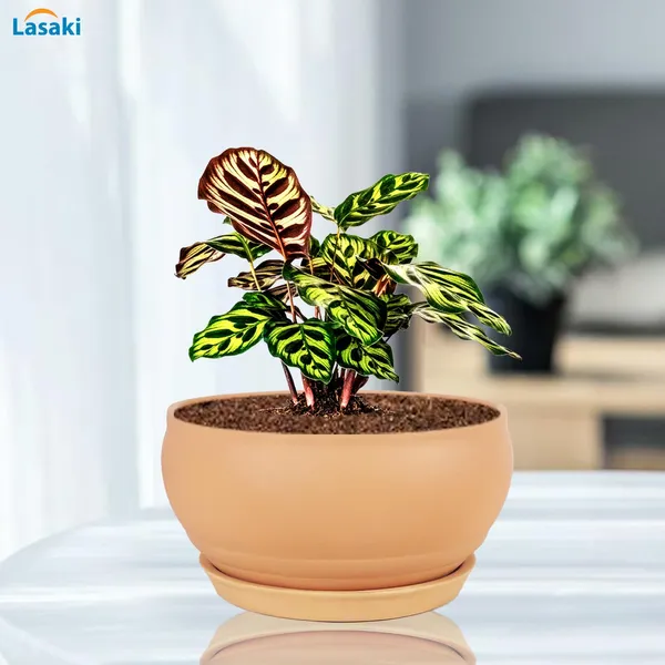 Bowl_Small_Ginger_With_Plate_Ginger_R4_Ceramic_Pots_For_Indoor_Plants,Planters,Flower,Gamla,Outdoor,Balcony,Home,Garden,Decor,Succulent(Bowl-H-8Cmxd-15Cm,Plate-H-2Xd-13Cm)