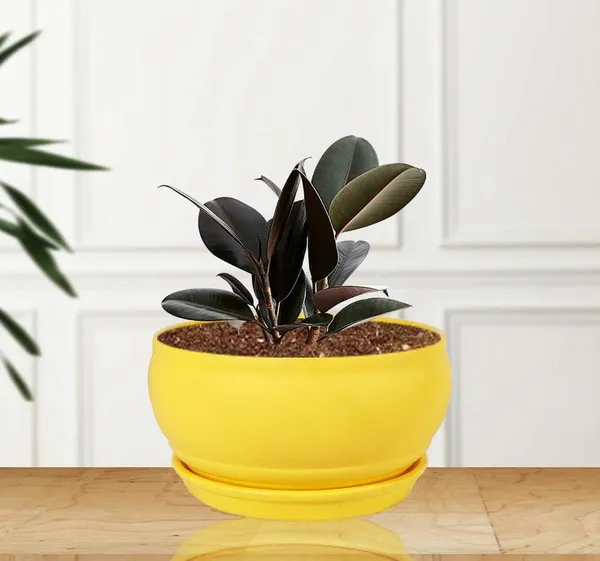 Bowl_Small_Saffron_With_Plate_Saffron_R4_Ceramic_Pots_For_Indoor_Plants,Planters,Flower,Gamla,Outdoor,Home,Garden,Decor,Succulent(Bowl-H-8Cmxd-15Cm,Plate-H-2Xd-13Cm)