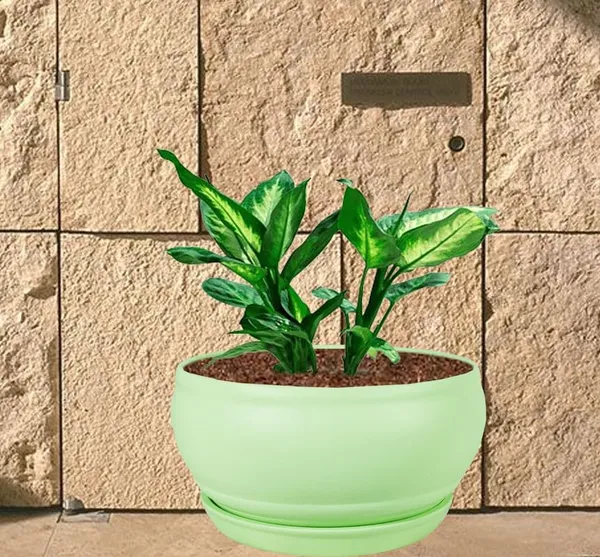Bowl_Small_Mint_With_Plate_Mint_R4_Ceramic_Pots_For_Indoor_Plants,Planters,Flower,Gamla,Outdoor,Balcony,Home,Garden,Decor,Succulent(Bowl-H-8Cmxd-15Cm,Plate-H-2Xd-13Cm)