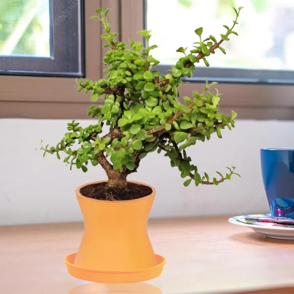 Damru_Lily_With_Plate_Lily_R4_Ceramic_Pots_For_Indoor_Plants,Planters,Flower,Gamla,Outdoor,Balcony,Home,Garden,Decor(Pot-H-11Cmxd-11Cm,Plate-H-2Xd-13Cm)