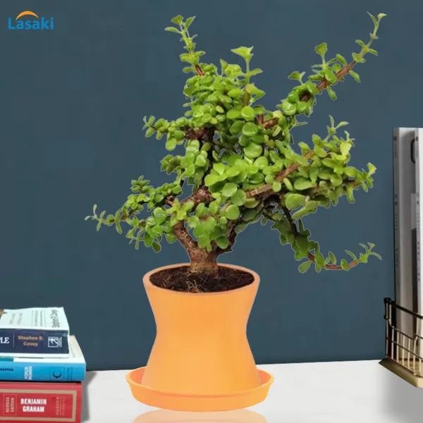 Damru_Lily_With_Plate_Lily_R4_Ceramic_Pots_For_Indoor_Plants,Planters,Flower,Gamla,Outdoor,Balcony,Home,Garden,Decor(Pot-H-11Cmxd-11Cm,Plate-H-2Xd-13Cm)