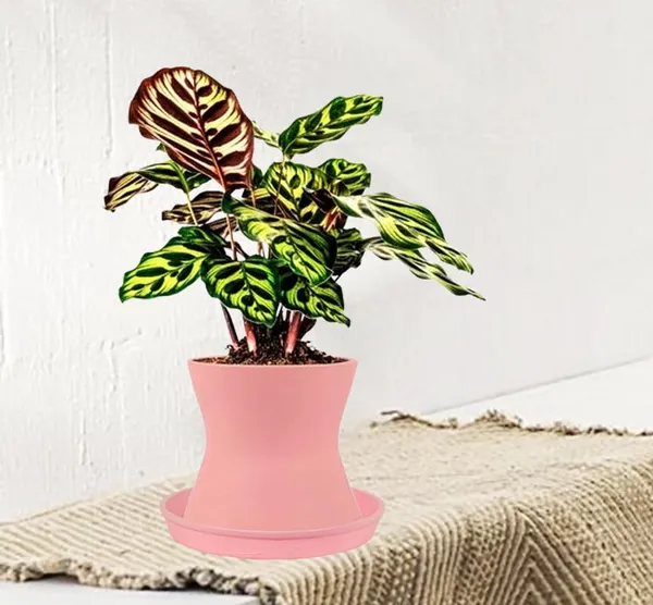 Damru_Pink_With_Plate_Pink_R4_Ceramic_Pots_For_Indoor_Plants,Planters,Flower,Gamla,Outdoor,Balcony,Home,Garden,Decor(Pot-H-11Cmxd-11Cm,Plate-H-2Xd-13Cm)