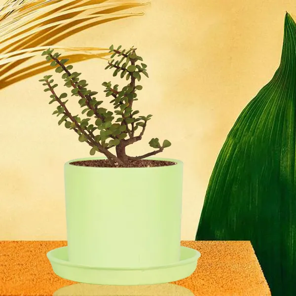 Sara_4_Inch_Mint_With_Plate_Mint_R5_Ceramic_Pots_For_Indoor_Plants,Planters,Flower,Gamla,Outdoor,Balcony,Home,Garden,Decor(Pot-H-10.5Cmxd-12Cm,Plate-H-2Xd-15Cm)
