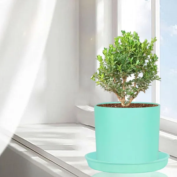 Sara_4_Inch_Aqua_With_Plate_Aqua_R5_Ceramic_Pots_For_Indoor_Plants,Planters,Flower,Gamla,Outdoor,Balcony,Home,Garden,Decor(Pot-H-10.5Cmxd-12Cm,Plate-H-2Xd-15Cm)