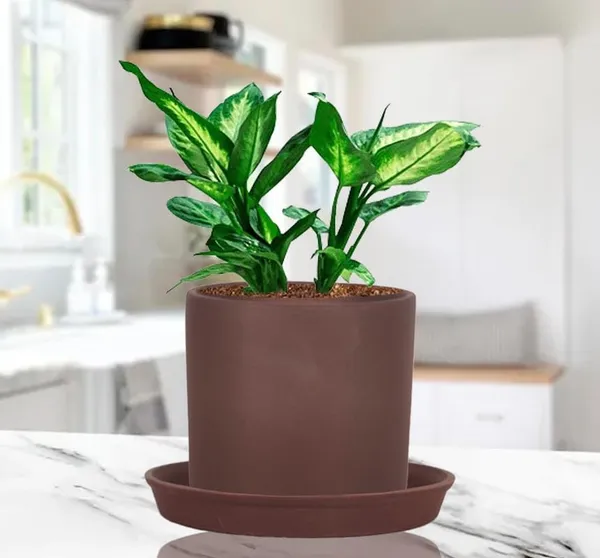 Sara_4_Inch_Truffle_With_Plate_Truffle_R5_Ceramic_Pots_For_Indoor_Plants,Planters,Flower,Gamla,Outdoor,Balcony,Home,Garden,Decor(Pot-H-10.5Cmxd-12Cm,Plate-H-2Xd-15Cm)