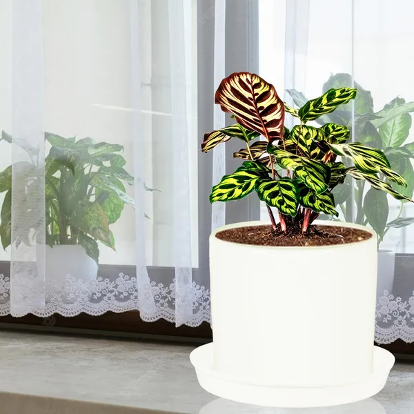 Sara_4_Inch_White_With_Plate_White_R5_Ceramic_Pots_For_Indoor_Plants,Planters,Flower,Gamla,Outdoor,Balcony,Home,Garden,Decor(Pot-H-10.5Cmxd-12Cm,Plate-H-2Xd-15Cm)