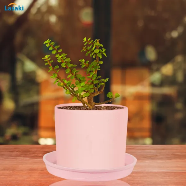 Sara_4_Inch_Pink_With_Plate_Pink_R5_Ceramic_Pots_For_Indoor_Plants,Planters,Flower,Gamla,Outdoor,Balcony,Home,Garden,Decor(Pot-H-10.5Cmxd-12Cm,Plate-H-2Xd-15Cm)
